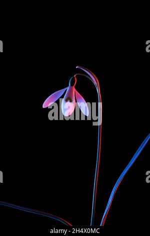 Snowdrop in pink and blue neon light isolated on black background. Stock Photo
