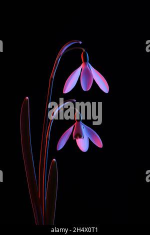 Snowdrops in pink and blue neon light, isolated on black background. Stock Photo