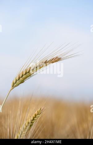 Ear spike of barley in agricultural field in summer Stock Photo