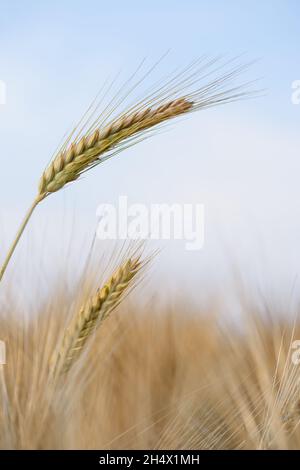 Ripe Rye Color yellow ripe rye in an agricultural field, rye changes color from green ...