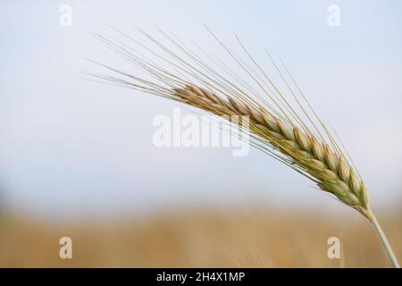 Ear spike of barley in agricultural field in summer Stock Photo