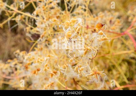 Small tender fluffy wild yellow flower seeds close-up on Mediterranean sea coast. Summer botany with selective focus Stock Photo