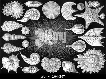 Ernst Haeckel - Thalamphora - 1904 Stock Photo