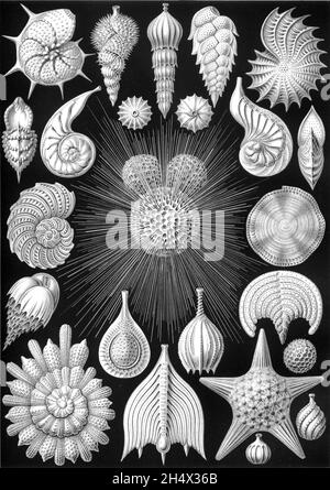 Ernst Haeckel - Thalamphora - 1904 Stock Photo