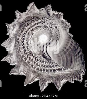 Ernst Haeckel artwork Stock Photo