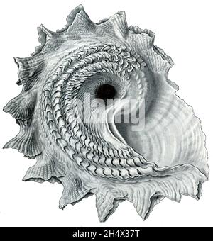 Ernst Haeckel - Astraea heliotropium - 1904 Stock Photo