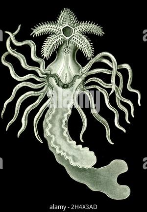 Ernst Haeckel - Amphoridea (crop) - 1904 Stock Photo