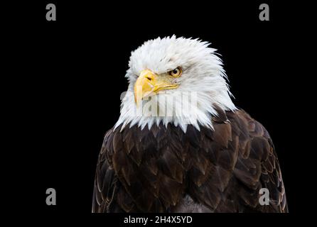 Bald eagle portrait on black background Stock Photo