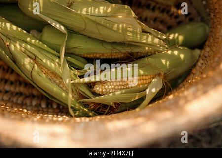 Ripe cobs of sweet corn poured from the basket onto the grass of the autumn garden with fallen yellow leaves in beautiful sunny shadows. Stock Photo