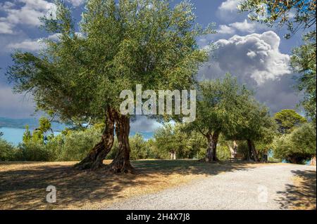 Castiglione del Lago Trasimeno, Umbria, Italy. August 2020. A magnificent olive grove surrounds the walls of the historic village. In the background t Stock Photo