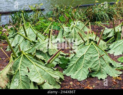 Gunnera Manicata, known as Brazilian giant rhubarb. With upturned leaves used for winter frost protection. Stock Photo