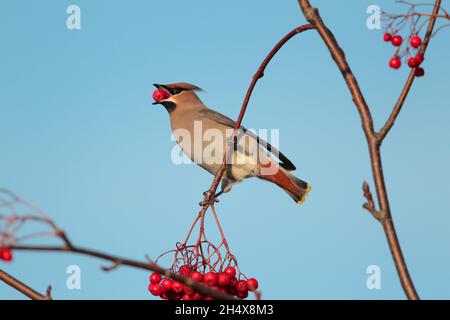 A Bohemian Waxwing (Bombycilla garrulus) feeding on berries in winter in the UK Stock Photo