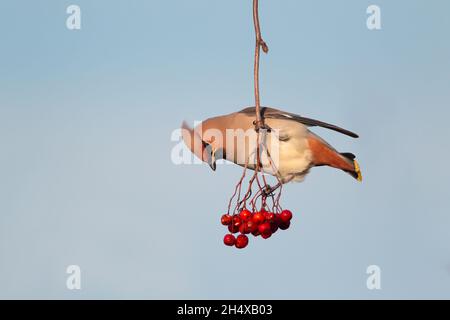 A Bohemian Waxwing (Bombycilla garrulus) feeding on berries in winter in the UK Stock Photo