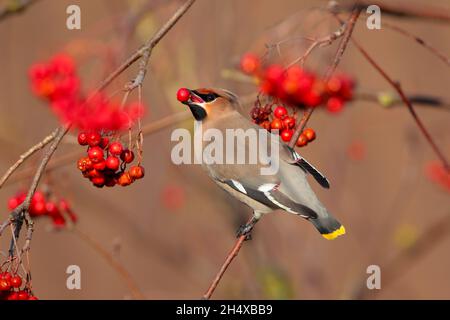 A Bohemian Waxwing (Bombycilla garrulus) feeding on berries in winter in the UK Stock Photo