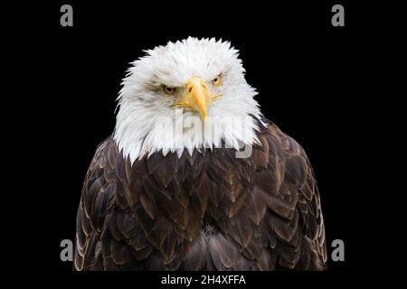 Bald eagle portrait on black background Stock Photo