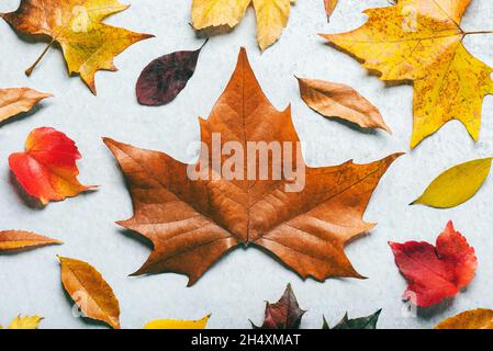 Autumn background. Top view of different autumnal leaves over White background. Autumn leaves background Stock Photo