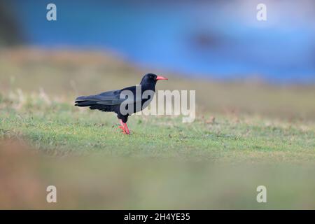 An adult Red-billed chough (Pyrrhocorax pyrrhocorax), Cornish chough or simply Chough feeding on a path on the north Cornwall coast Stock Photo