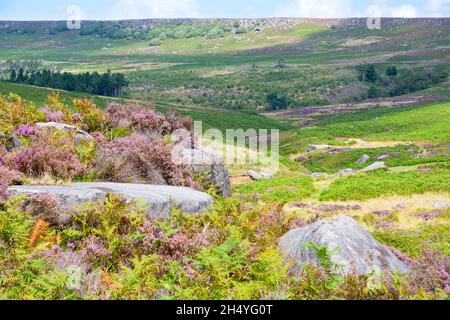 Derbyshire UK – 20 Aug 2020: The Peak District landscape is most beautiful in August when flowering heathers turn the countryside pink Stock Photo