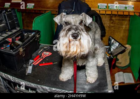 Crufts 2019 best sale miniature schnauzer