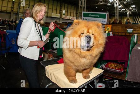 has a chow chow ever won best in show