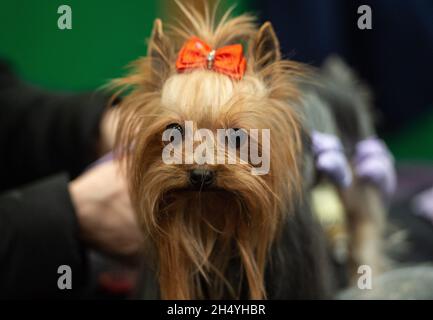 Crufts terrier hot sale day