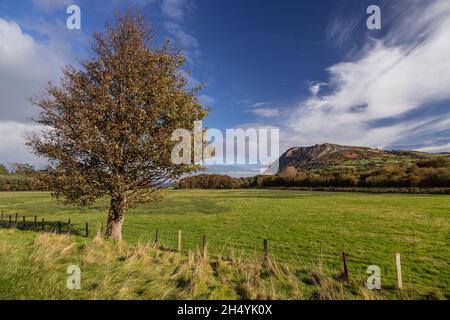 Headland and tree at Llanfairfechan, North Wales coast Stock Photo