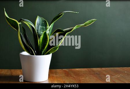 A Mother In Law's Tongue (Sansevieria trifasciata) growing in a white pot. Displayed on a wooden table with a dark green wall behind Stock Photo