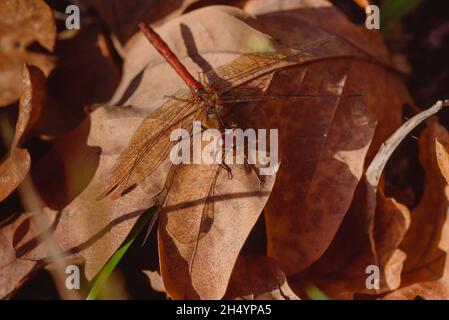 A small red Dragonfly sitting on a dry leaf, Blood-red heather dragonfly sits on a leaf, Sympetrum sanguineum Stock Photo