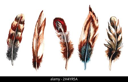 Hand drawn feathers watercolor set on white background Stock Vector