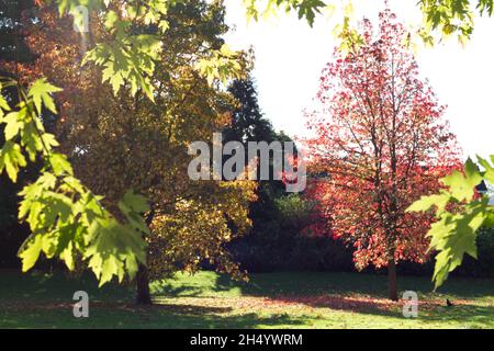 Colchester, UK. 05th Nov 2021. Beautiful autumn colours around the Castle Park in Colchester. Credit: Eastern Views/Alamy Live News Stock Photo
