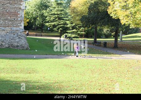 Colchester, UK. 05th Nov 2021. Feeding the birds on a sunny autumn day in Castle Park, Colchester. Credit: Eastern Views/Alamy Live News Stock Photo