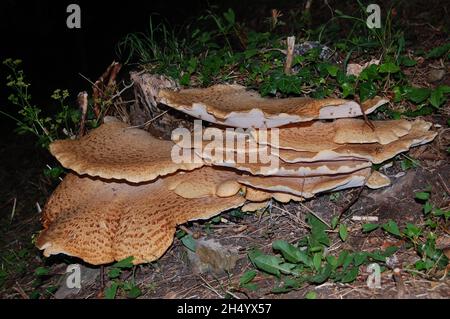 A Dryad's Saddle fungus, covered with tiny insects Stock Photo