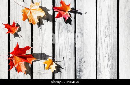 Autumn leaves on wooden boards, background of fall. Beautiful autumn leaves on wooden background. Stock Photo