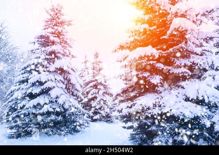 Winter fir tree christmas scene with sunlight. Fir branches covered with snow. Christmas winter blurred background with garland lights, holiday festiv Stock Photo