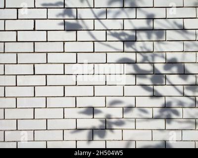 Shadow background of natural tree leaf branch falling on white brick wall texture for background and wallpaper Stock Photo
