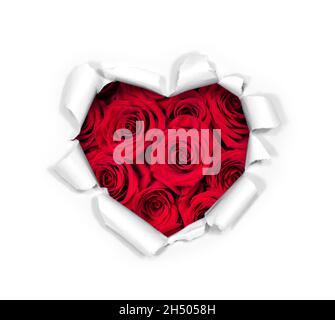 White torn paper in heart shape symbol with red rose background.  Love and Valentine's day concept. Valentine's day, Birthday, Mother's day or wedding Stock Photo