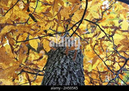 Beautiful yellow leaves of a maple tree in the Fall Stock Photo