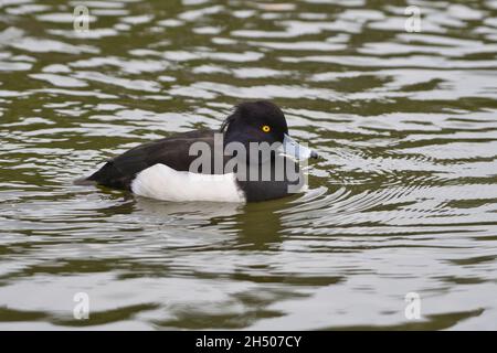 Drake or male tufted duck (Aythya fuligula) Stock Photo