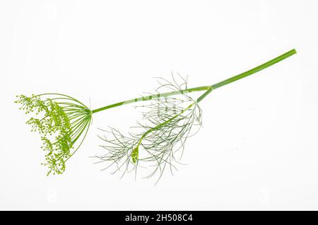 Fresh dill branches on white background. Studio Photo. Stock Photo