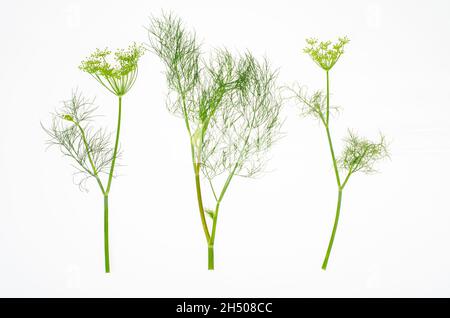 Fresh dill branches on white background. Studio Photo. Stock Photo