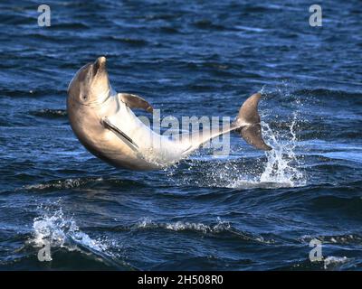 Bottlenose Dolphin (Tursiops Truncatus) breaching in Scotland's Moray Firth. Stock Photo