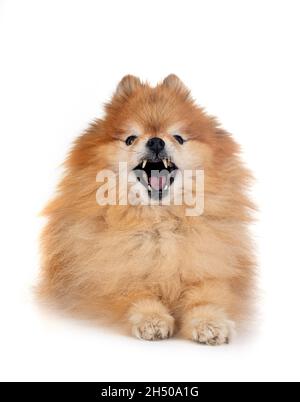 brown pomeranian in front of white background Stock Photo