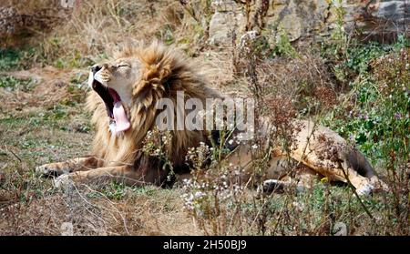 Yawning male lion at a wildlife park Stock Photo