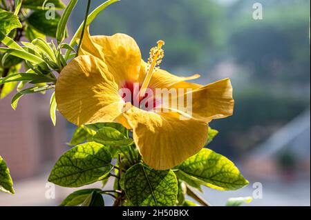 Yellow Hibiscus in Bloom. Stock Photo