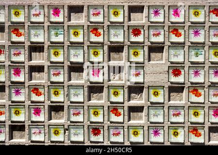 cactus flowers enclosed in glass bricks in wall in the desert in Arizona Stock Photo