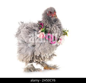 curly brahma in front of white background Stock Photo