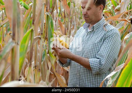 Middle aged caucasian farm worker inspecting corn field summer day Stock Photo
