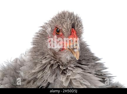 curly brahma in front of white background Stock Photo