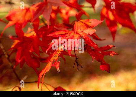Acer tree with colouful autumn leaves Stock Photo