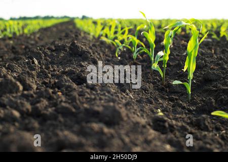 Close up low angle view at row of young corn stalks at field spring time Stock Photo